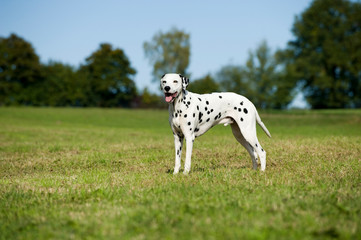 Dalmatiner steht in einer Wiese