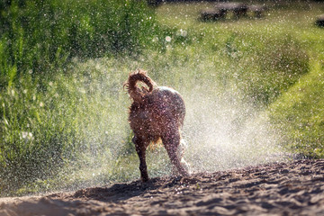 Wet dog shaking off after swimming