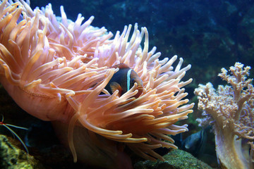 Fototapeta na wymiar A magnificent aquarium fish hidden in coral thickets