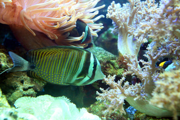 Fototapeta na wymiar Striped, multi-colored fish was quiet between corals and algae