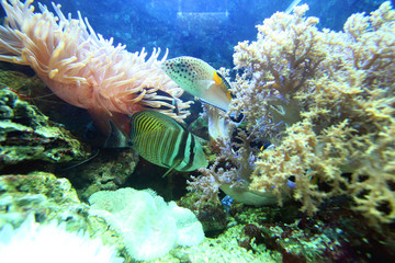 Naklejka na ściany i meble bright representatives of the marine fauna float in the salt water between coral