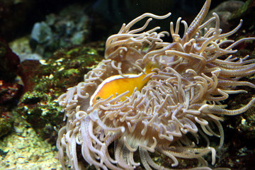 Fototapeta na wymiar Bright golden fish hides among algae and sea shells in the aquarium