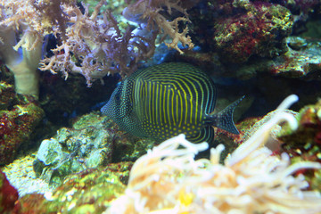 sea blue fish with bright yellow stripes hiding under coral in an aquarium