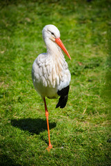 Storch auf einem Bein