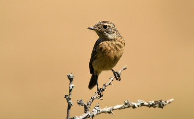 Tarabilla hembra