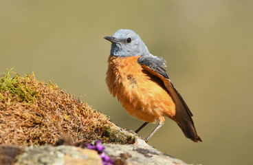 Roquero rojo macho