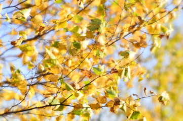 Autumn blurred background of Golden leaves swaying in the wind. The photo was taken on a soft lens. Background