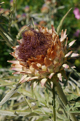 Naklejka na ściany i meble in the focus fresher flower thistle on a high solid cut