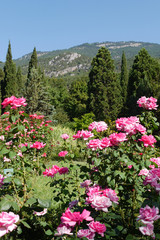 gently pink buds on a bush of a tea rose