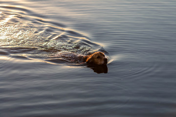 Happy swimming dog