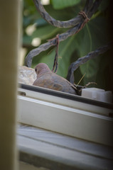 Lovely Dove sitting on her Egg