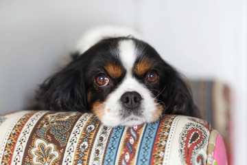 Cavalier spaniel rests head on the armchair