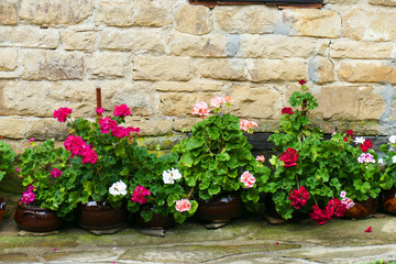 Pelargonium in front of a stone wall of a country house.