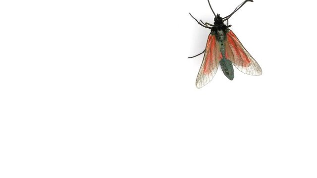 red black butterfly on white isolated background