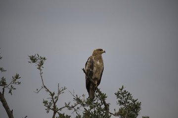 A hawk looking fierce on a branch of tree in Africa