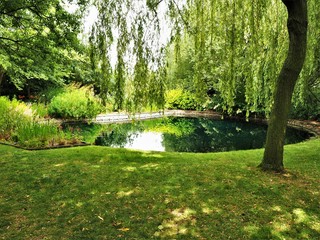 Reflections in a garden pond with an overhanging weeping willow tree in summer