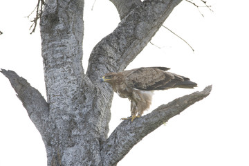 A hawk just fiercely landed on a branch of tree in Africa