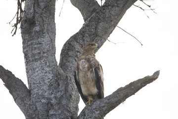 A hawk just fiercely landed on a branch of tree in Africa