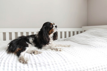 Cavalier spaniel lying on the bed