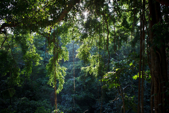 Fototapeta old jungle forest