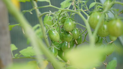 grüne Tomaten