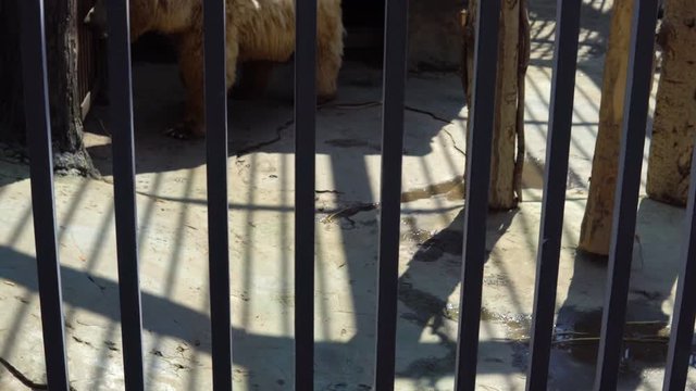 Ursus arctos isabellinus. A young himalayan brown bear walks around the cage in the zoo.