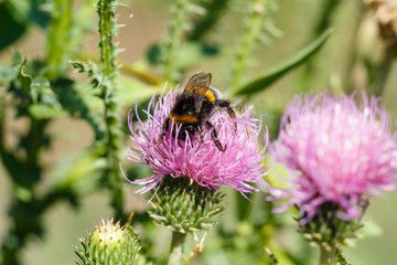 Close-up photo of a bumblebee. The honey bee collects the pollen close-up. Photo of a bumblebee sitting on a violet flower. The bumblebee pollinates the flower on a clear summer day.