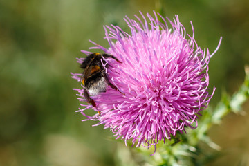 Close-up photo of a bumblebee. The honey bee collects the pollen close-up. Photo of a bumblebee sitting on a violet flower. The bumblebee pollinates the flower on a clear summer day.