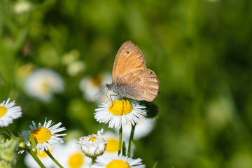 Macro photo of a butterfly close-up. A butterfly sits on a flower. The moth sits on a flower and drinks nectar. A photo of a moth in the grass close up. Butterfly collects floral nectar.