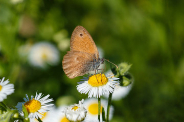 Macro photo of a butterfly close-up. A butterfly sits on a flower. The moth sits on a flower and drinks nectar. A photo of a moth in the grass close up. Butterfly collects floral nectar.