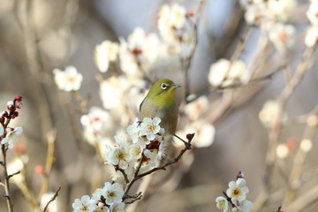 メジロと梅の花