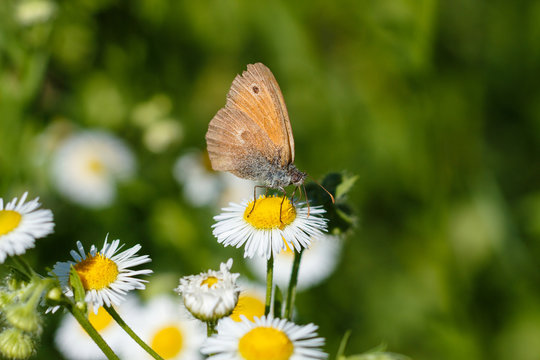 Macro photo of a butterfly close-up. A butterfly sits on a flower. The moth sits on a flower and drinks nectar. A photo of a moth in the grass close up. Butterfly collects floral nectar.