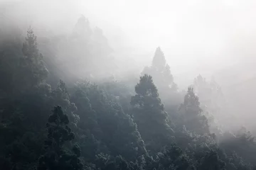 Fototapeten Early morning light rays shine through fog illuminating treetops © Osaze