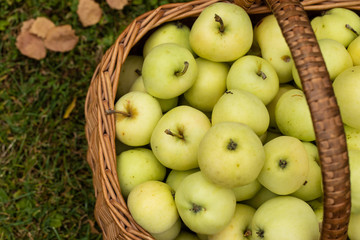 frische Äpfel im Korb