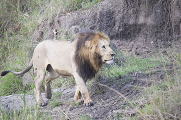 Naklejka na ściany i meble An African lion looking powerful in his pride land in Africa