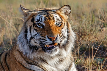 Fototapeta na wymiar Portrait of a male tiger in Tiger Canyons Game Reserve in South Africa