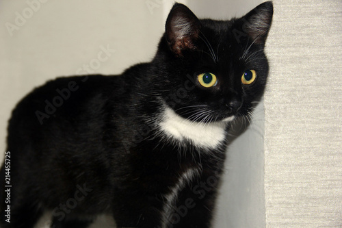 Найти Изображение: Кастрация