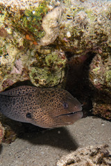 Giant Moray Eel in the Red Sea