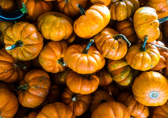 pumpkin gourd gourds pumpkins group batch many lot 
