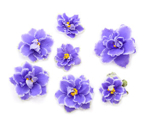 Fototapeta na wymiar Violets beautiful flowers.