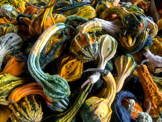 pumpkin gourd gourds pumpkins group batch many lot 