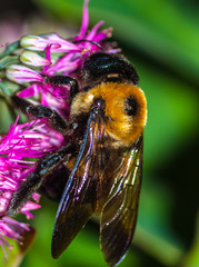 bumble bee honey clover flower