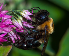 bumble bee honey clover flower