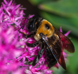 bumble bee honey clover flower