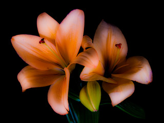 flower dahlia rose lily sunflower iris petal bloom single black background