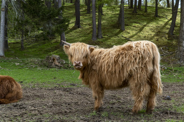 Cows with long hair