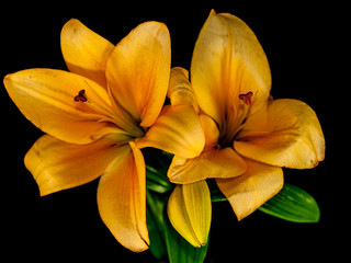 flower dahlia rose lily sunflower iris petal bloom single black background
