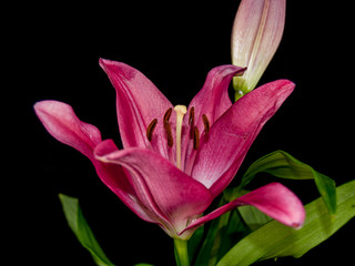 flower dahlia rose lily sunflower iris petal bloom single black background