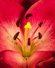 flower dahlia rose lily sunflower iris petal bloom single black background