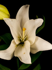 Obraz premium flower dahlia rose lily sunflower iris petal bloom single black background